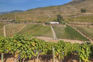 Viniculture Prints: Vineyards, Quinta do Crasto, Alto Douro Wine Valley, UNESCO World Heritage Site, Portugal