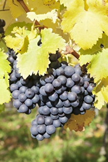 Growing Prints: Vineyards with red wine grapes in autumn, Uhlbach, Baden-Wurttemberg, Germany, Europe