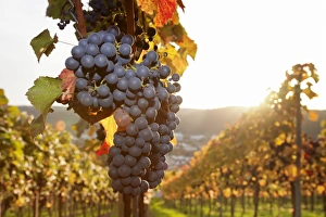 Esslingen Prints: Vineyards with red wine grapes in autumn at sunset