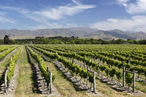 Vineyards, Renwick, near Blenheim, Marlborough region, South Island, New Zealand, Pacific