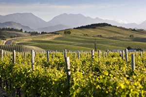 Viniculture Prints: Vineyards, Renwick, near Blenheim, Marlborough region, South Island, New Zealand, Pacific