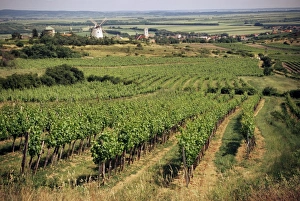Restored Prints: Vineyards around Retz, close to Czech border, with restored windmill in the distance