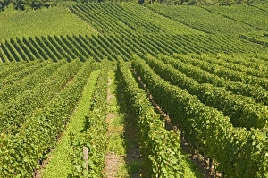 Luxembourg Prints: Vineyards by the River Moselle