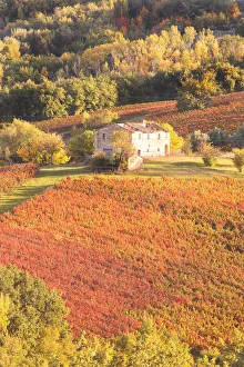 Farmhouse Prints: Vineyards of Sagrantino di Montefalco in autumn, Umbria, Italy