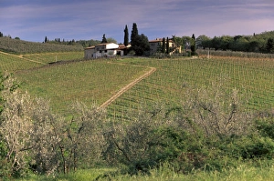 Chianti Prints: Vineyards at San Donato