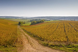 Tracks Prints: The vineyards of Sancerre during autumn, Cher, Centre, France, Europe
