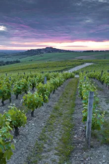 Traditionally French Prints: Vineyards, Sancerre, Cher, Loire Valley, Centre, France, Europe