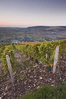 Vine Yard Prints: The vineyards of Sancerre draped in autumn colours, Cher, Centre, France, Europe