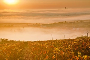 The vineyards of Sancerre during a heavy autumn mist, Cher, Centre, France, Europe