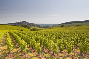 The vineyards of Sancerre in the Loire Valley, Cher, Centre, France, Europe