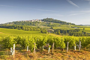 The vineyards of Sancerre in the Loire Valley, Cher, Centre, France, Europe
