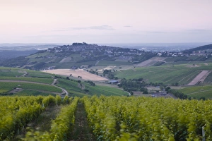 Vine Yard Prints: The vineyards of Sancerre before sunrise, Cher, Loire Valley, Centre, France, Europe