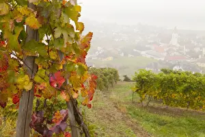 Wachau Prints: Vineyards above Spitz an der Danau, Wachau, Austria, Europe