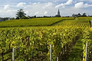 Images Dated 30th October 2010: Vineyards, St. Emilion, Gironde, France, Europe