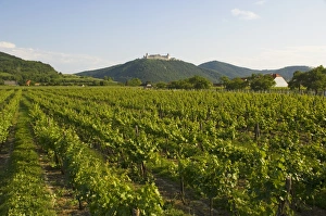 Austrian Eu Prints: Vineyards and Stift gottfried, Krems, Wachau, Austria, Europe