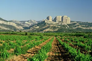 Catalonia Prints: Vineyards of the Terra Alta