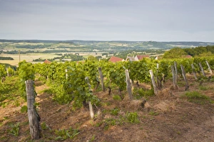 Yonne Prints: Vineyards in Tharoiseau near to Vezelay, Yonne, Burgundy, France, Europe