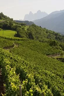 Images Dated 23rd July 2009: Vineyards, Tiso, Funes Valley (Villnoss), Dolomites, Trentino Alto Adige