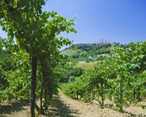 San Gimignano Prints: Vineyards below the town of San Gimignano