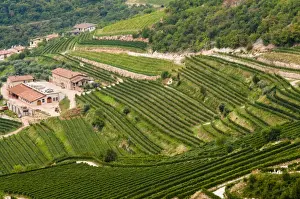 Vineyards of Valpolicella, Sant Ambrogio di Valpolicella, Verona province, Veneto, Italy, Europe