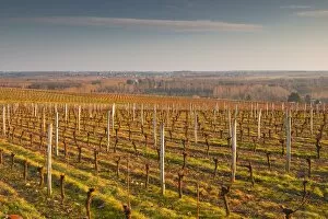 Images Dated 10th February 2011: Vineyards above the village of Chenonceaux, Loire Valley, France, Europe