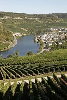 Images Dated 31st August 2009: Vineyards and village of Machtum, Mosel Valley, Luxembourg, Europe