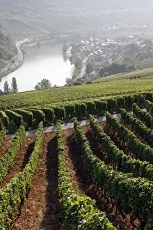 Images Dated 1st September 2009: Vineyards and village of Machtum, Mosel Valley, Luxembourg, Europe