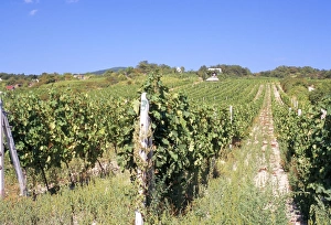 Slovak Republic Prints: Vineyards in village of Modra
