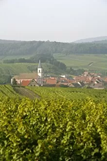 Images Dated 11th September 2008: Vineyards and villages along the Wine Route, Alsace, France, Europe