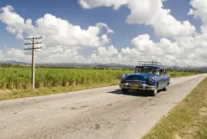 Sancti Spiritus Prints: A vintage 1950s American Buick driving along a road through fields of sugar cane in Sancti Spiritus
