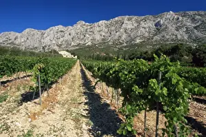 Vinyard at the foot of Motagne Ste-Victorie near Aix-en-Provence, Bouches-de-Rhone