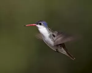 Images Dated 29th March 2010: Violet-crowned hummingbird (Amazilia violiceps) in flight, Patagonia, Arizona