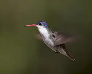 Humming Bird Prints: Violet-crowned hummingbird (Amazilia violiceps) in flight, Patagonia, Arizona