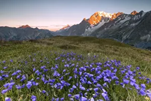 Alpenglow Prints: Violet flowers and green meadows frame the Mont Blanc massif at dawn, Graian Alps