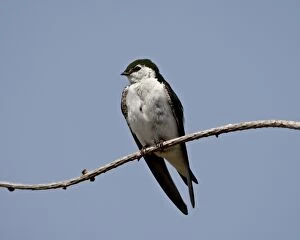 Images Dated 11th March 2009: Violet-green swallow (Tachycineta thalassina), Sidney Spit, British Columbia