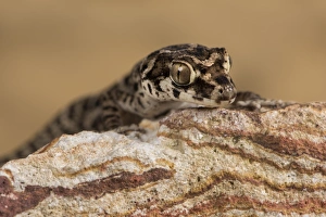 Animal In Captivity Prints: Viper Gecko (Teratolepis fasciata), captive, Pakistan, Asia