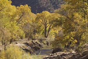Images Dated 15th November 2007: Virgin River and cottonwoods, Zion National Park, Utah, United States of America