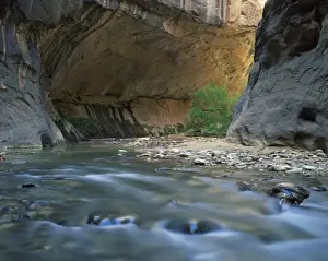 Rock Cliffs Prints: The Virgin River flows beneath overhanging cliff in the Zion National Park in Utah