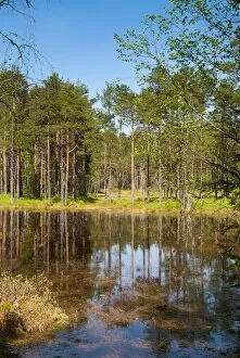 Images Dated 19th May 2010: Viru Bog (Viru Raba) peat swamp, Lahemaa National Park, Harjumaa, Laane-Virumaa, Estonia