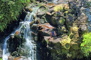 Falls Prints: Visit to Alexander Falls in Black River Gorge National Park in Mauritius during daytime offers a view of the flowing
