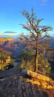 Dirt Prints: Visit to Grand Canyon during sunset with a tree silhouette in Arizona, USA