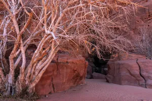 Jordan Prints: Visit to the Wadi Rum desert with rocky formations and a bare tree during the afternoon