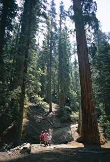 Visitors in the Giant Forest
