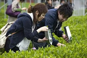 Visitors to the Makinohara tea fields hand picking their own green tea leaves