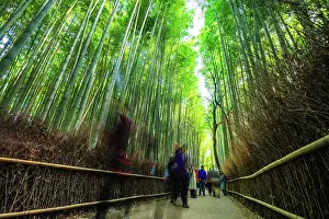 Grove Prints: Visitors strolling along the iconic path of Arashiyama Bamboo Grove, Kyoto, Honshu, Japan