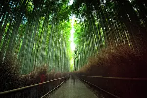 Grove Prints: Visitors strolling along the iconic path of Arashiyama Bamboo Grove in Kyoto