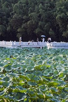 Visitors walking across a lake of lily pads at Zizhuyuan Black Bamboo Park