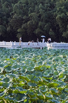 Images Dated 12th September 2008: Visitors walking across a lake of lily pads at Zizhuyuan Black Bamboo Park