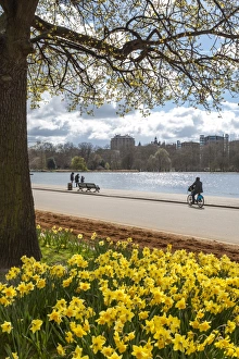 Amaryllidaceae Prints: Visitors walking along the Serpentine with daffodils in the foreground