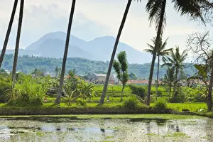 West Java Prints: Volcanic cones, palm trees and lake in rural area near Kampung Pulo